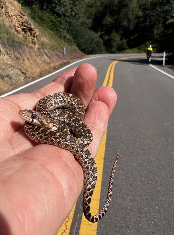 Pacific Gopher Snake